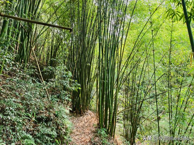 成都徒步（66）·邛崃篇⑥皮缝峡谷·皮缝古道