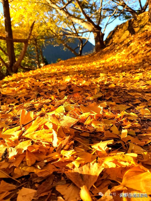 银杏染秋——九峰的金色童话