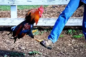 女子被鸡啄一下，差点丢了命！别小看生活中的“小伤口”！图片