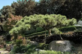 汉字解象（243）其图片