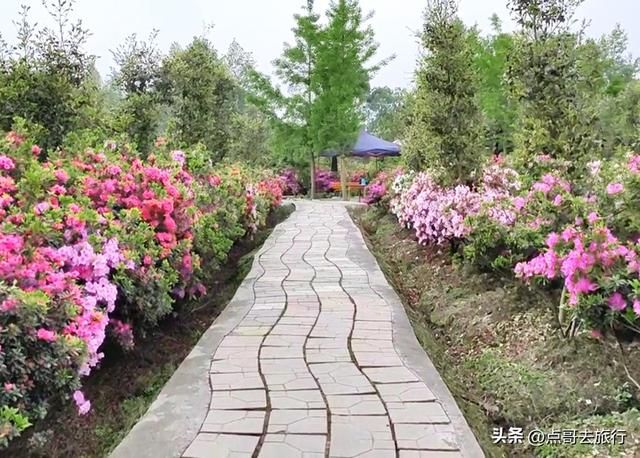 成都公园最大规模杜鹃花开了，200多亩花开成海，不要门票！
