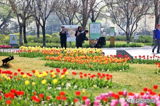 长阳公园9万株郁金香爆火，别让美景败给素质！