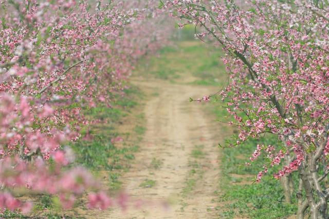 满山野桃花正开！山东一免费桃花山，有小新疆的阴阳坡，没停车费