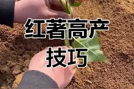 种红薯记住"躺着种"，结得多还不裂！老农的方法太实用了图片