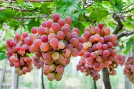 张至顺道爷讲的五谷，为什么如此不同？依据是什么？图片