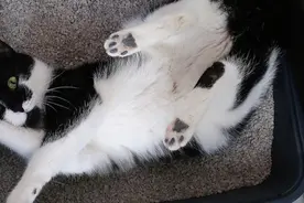 我国猫砂行业市场机遇与未来发展趋势图片