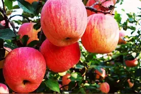 终于有人敢说苹果不好吃！南方网友：苹果存在意义仅是探病、拜山图片