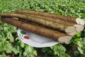 药食两用植物——牛蒡图片