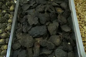 中药何首乌用途及种植技术详解图片