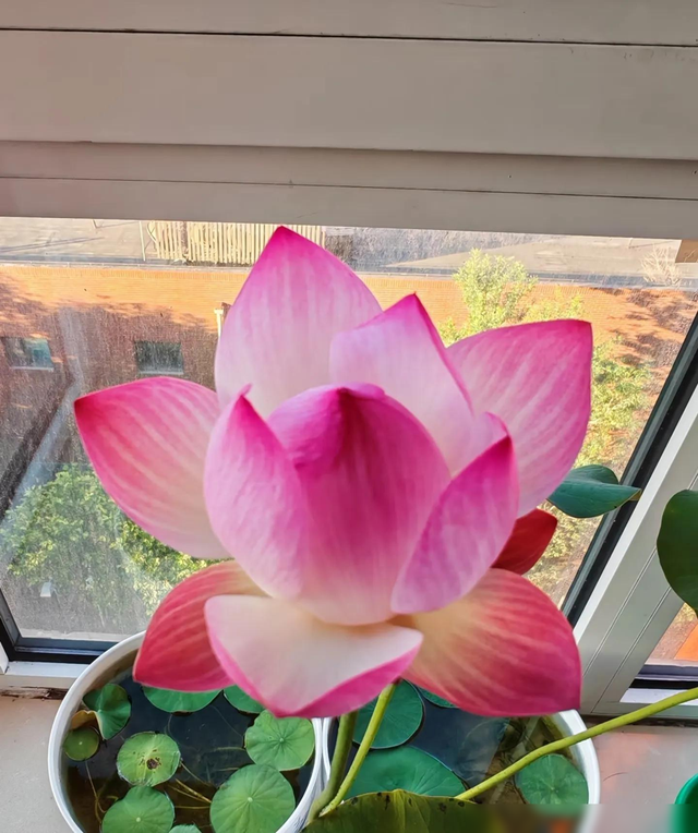 北京一户人家因阳台“荷花开花太美”走红，网友羡慕的都说卷了