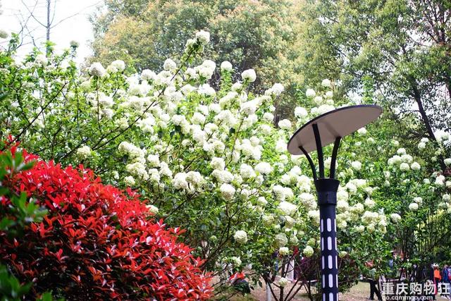 重庆这片免费花海开疯了,又多又美,公交轨道直达,适合全家出行