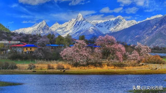 林芝桃花节花期已定！中国最美桃花，超详细打卡攻略来了！