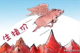 生猪价格大涨，全线破8奔9，最多涨1元钱？2024年1月26日生猪行情图片