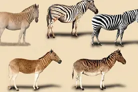 盘点被人类吃灭绝的动物，从50亿只吃到一只都不剩，仅用一百年！图片