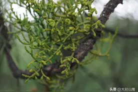 树寄生，一种靠别的树养活自己的植物图片