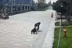 新通报！2岁女童遭撕咬，狗主人被采取刑事强制措施… 那小区物业担责吗？图片