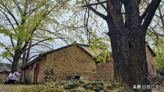 金叶映古村，醉美长岗岭