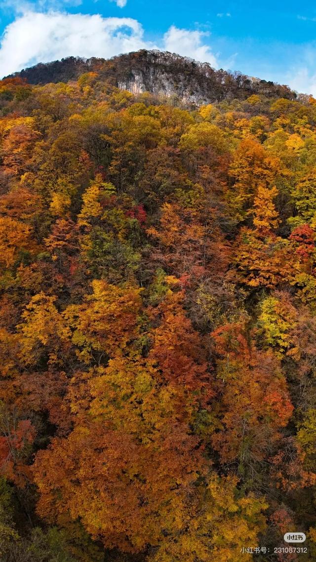 汉中人的私藏赏秋地,一键解锁「无痛爬山+油画森林+云端限定浪漫」的三重体验!