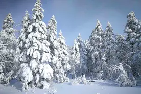 长白山挖出铁证：日本1905年强征红松，千年原始森林惨遭灭顶！图片