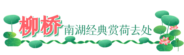 曲江池第一波荷花上新，夏日顶流等你打卡！