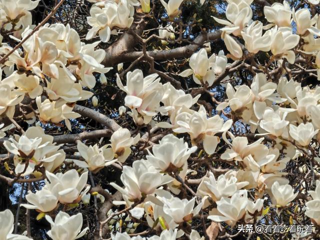 北京公园赏花记