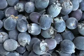 属于80、90后回忆的9种水果，现在有钱也很难买到了图片