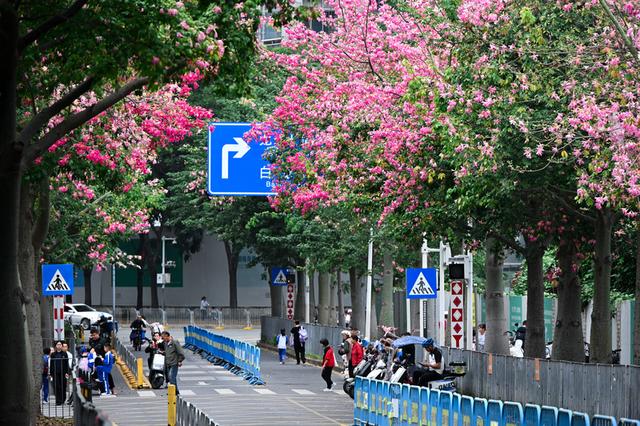 深活指南｜免费！深圳这些赏花点美成漫画，不允许有人不知道！