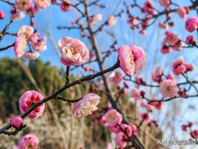 新洲梅花抢先打卡！抓住冬日第一抹绽放的色彩