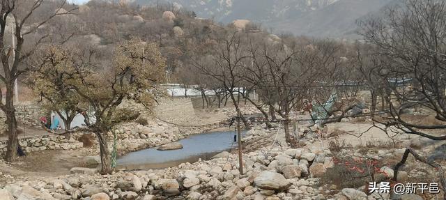 请到蒙山大洼来看“水杉落叶雨” 姜晓彬/图文
