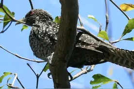 行踪隐秘的噪鹃图片