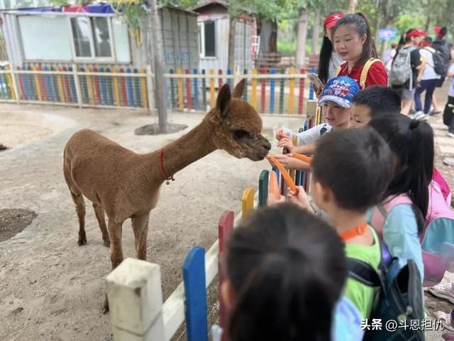 樱漫吴兴·春约古城：正定古城樱花小镇第九届樱花季盛大启幕