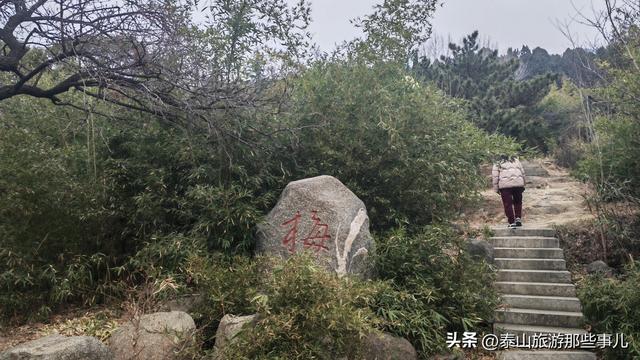泰安：它是一个梅主题的游园，占地400余亩，暗香浮动，步步皆景