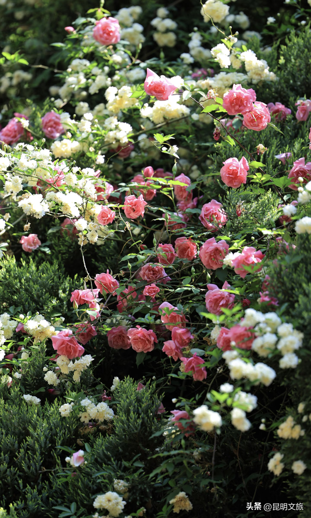 盘龙绝美出片地曝光！网友：被美迷糊了