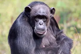 生物奇谈：我们的DNA为什么有98%与黑猩猩相似？图片