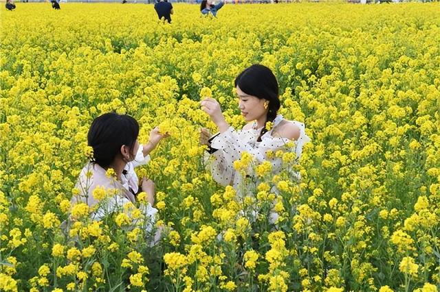 河北成安：“花海经济”焕新活力 激活乡村文旅振兴新动能