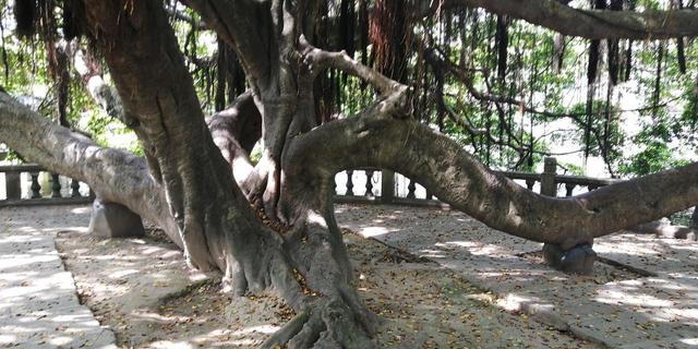 原来海边城市可以这么安静！福州：满城榕树下，藏着最真实的闽都