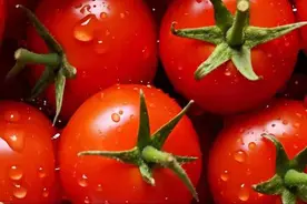 番茄对心脑血管有好处，医生提醒：吃番茄有这些好处，多吃身体棒图片