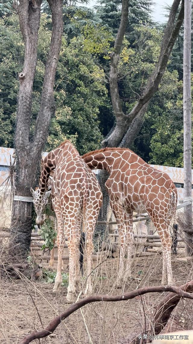 降温天逛红山动物园有多爽？