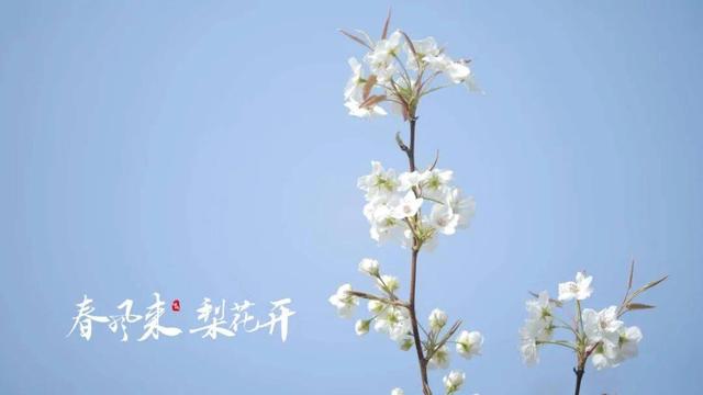春风来 梨花开｜2026春踏青·蒲城县梨花旅游推介活动将启幕