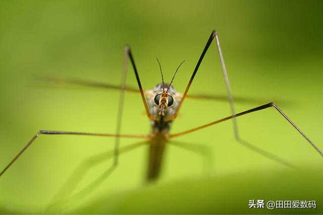 Sony 100mm F2.8 Macro GM 登场！ 接上增距镜轻松实现 2.8x 放大！