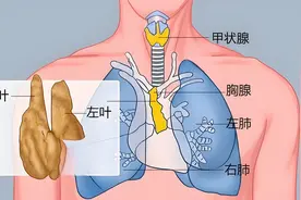 胸腺：免疫系统的守门人，年龄增长如何维持免疫平衡？图片