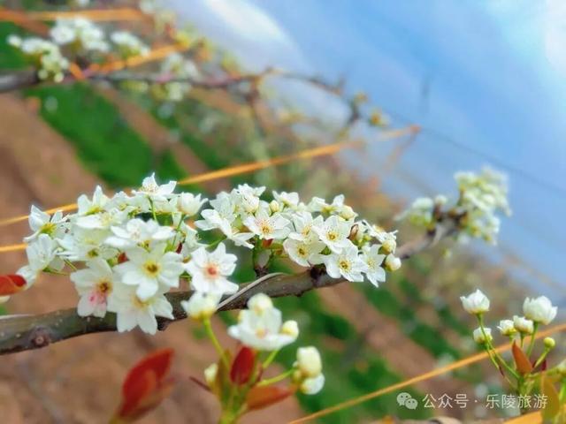 梨花又开放，铁营镇大白张村第三届梨花节邀您共赴春日盛宴！