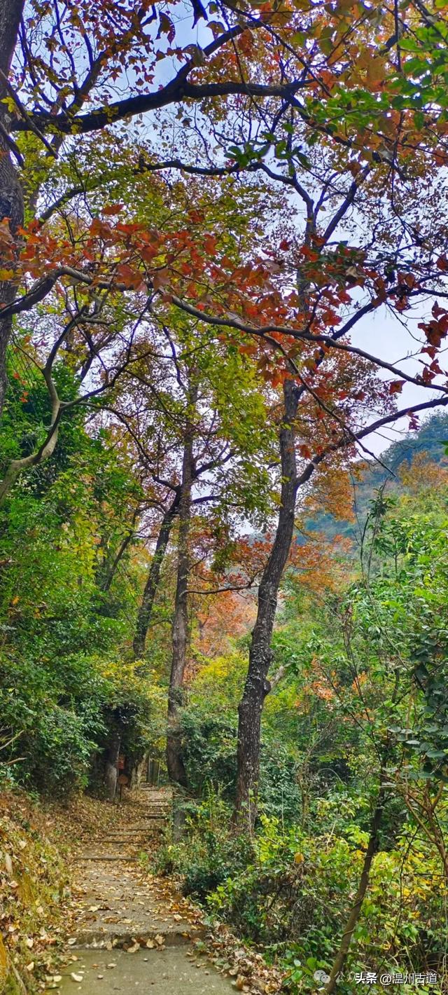 又是一年红枫季,美“枫”了! 温州这处环浙步道秘境枫红正艳