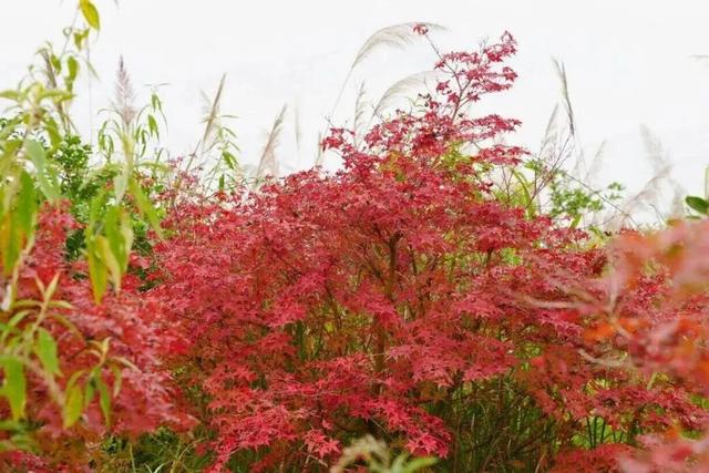 金堂这些地方，正当红！