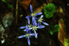 云南这里发现“仙草”！好美~~图片