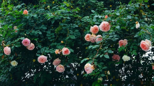 2026深圳国际月季文化年，精彩不打烊！