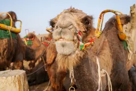 骆驼奶虽好，但这五种人需慎饮图片