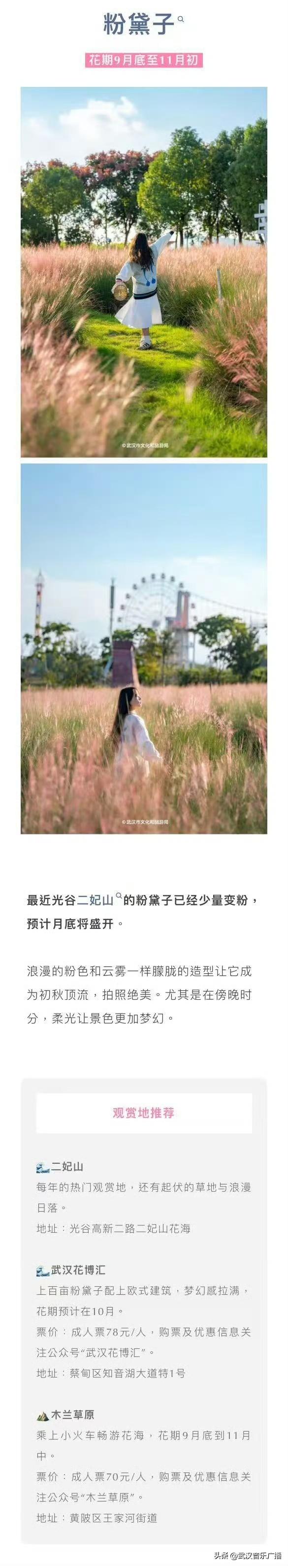 武汉秋天的第一波花海香了