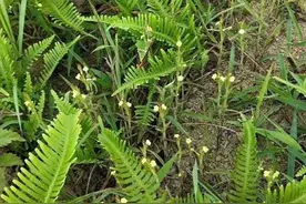 常寄生在农作物根部，人称“草中黄金”，若遇到就赚了！！！图片