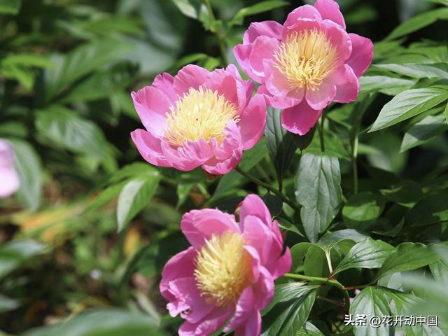 芍药菏泽，延续“甲天下”最美芳华